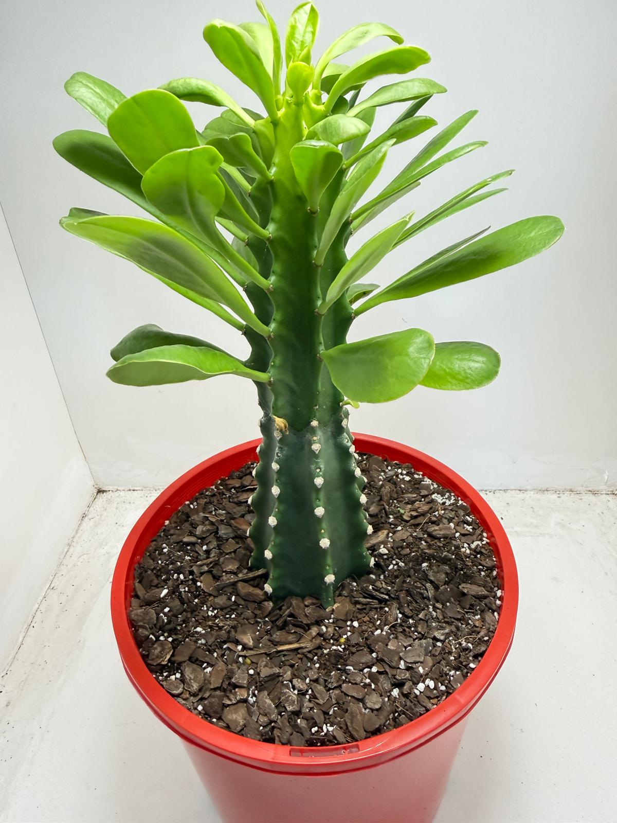 Euphorbia royleana - 210mm
