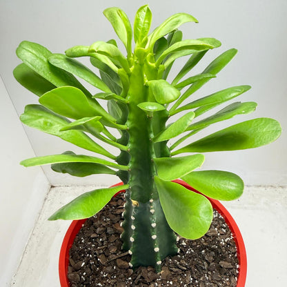 Euphorbia royleana - 210mm