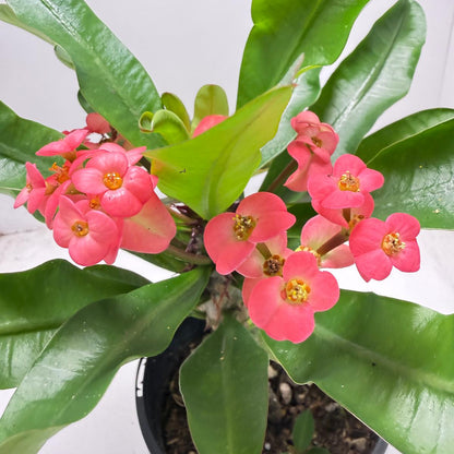 Euphorbia Milli # 938