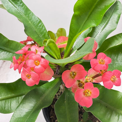 Euphorbia Milli # 938