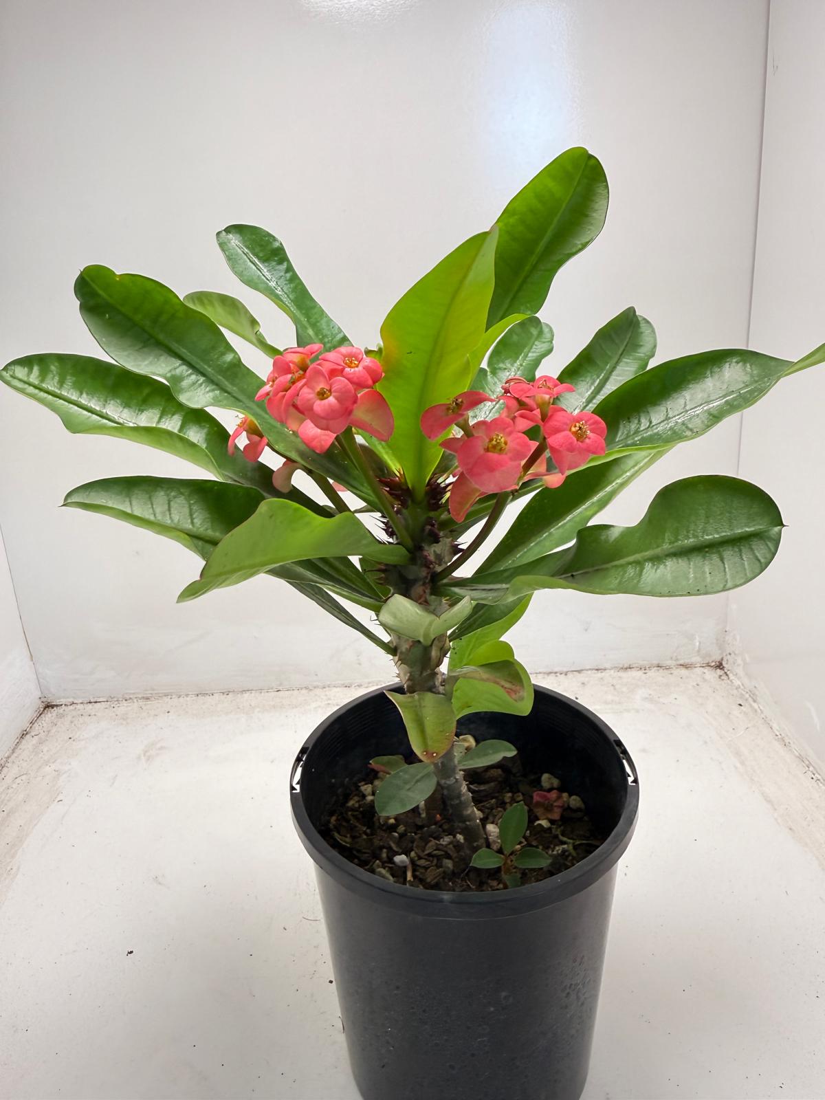 Euphorbia Milli # 938