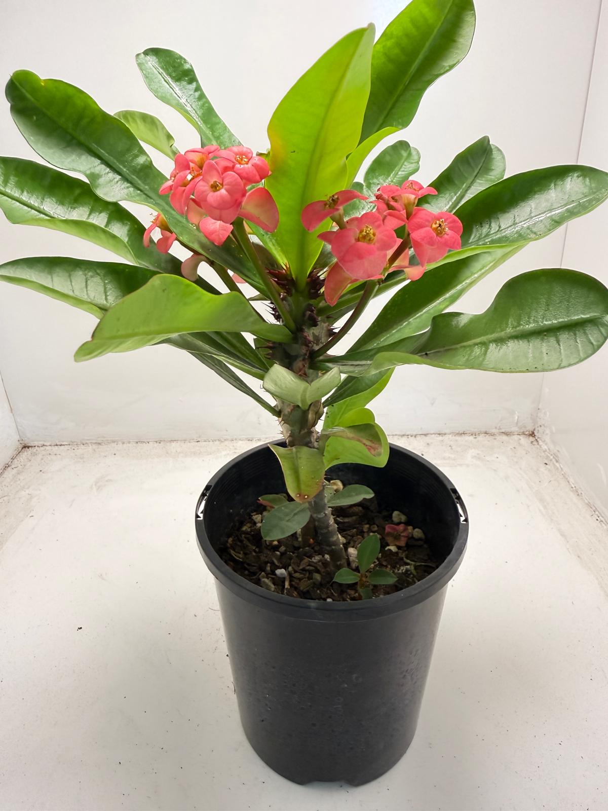 Euphorbia Milli # 938