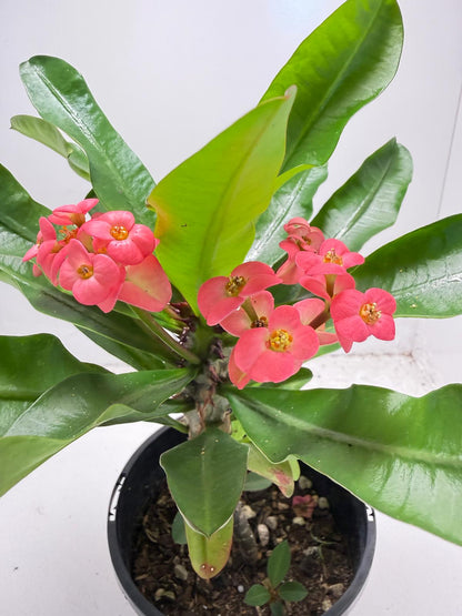 Euphorbia Milli # 938