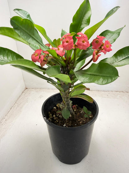 Euphorbia Milli # 938