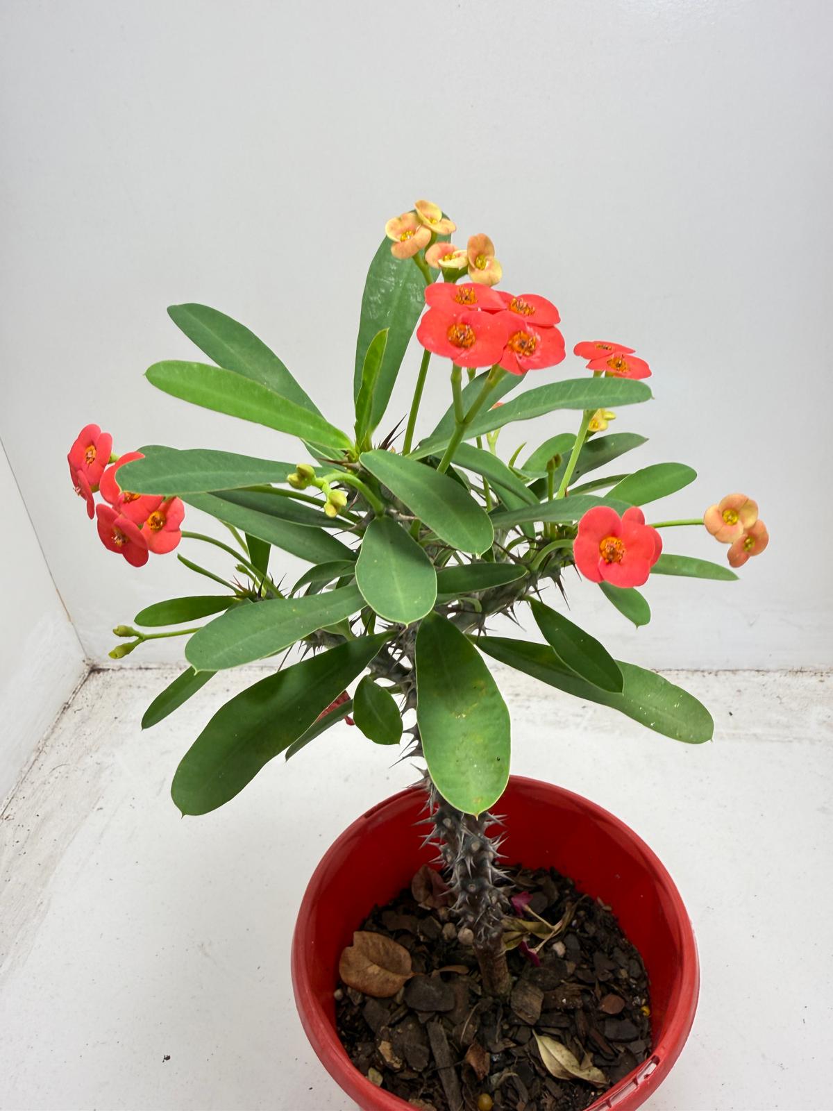 Euphorbia Milli # 9309