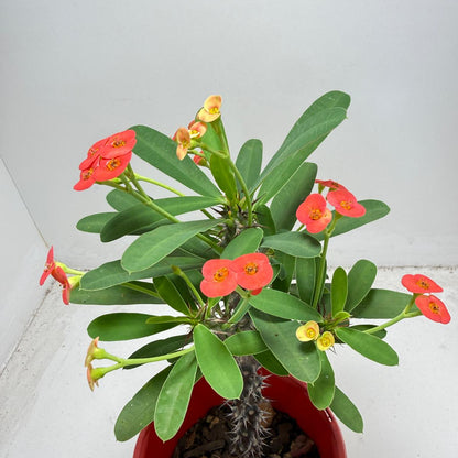 Euphorbia Milli # 9309