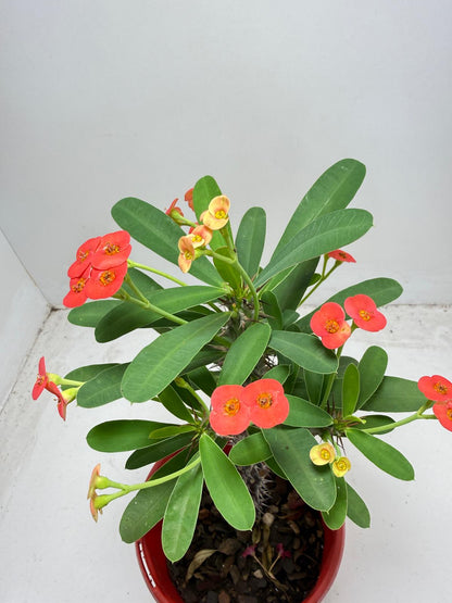 Euphorbia Milli # 9309