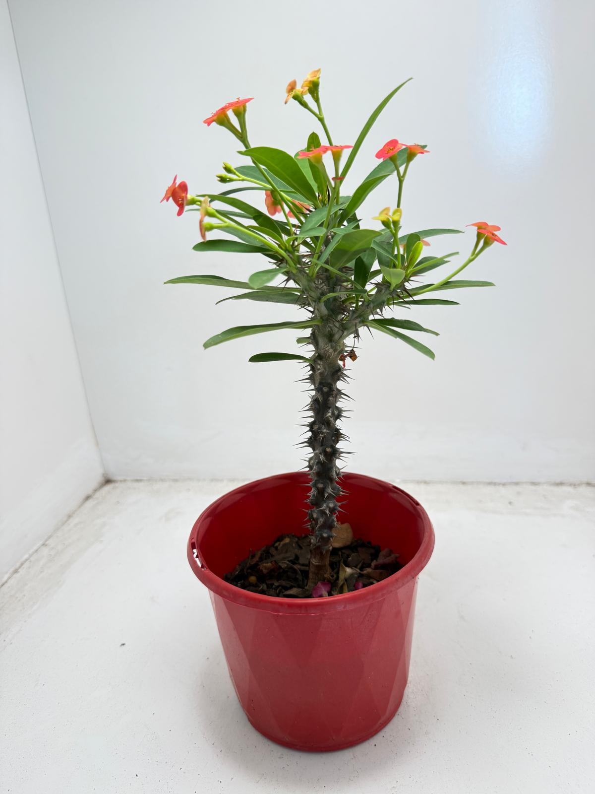 Euphorbia Milli # 9309