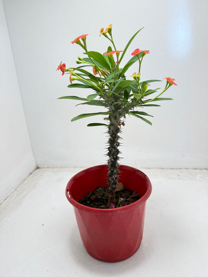 Euphorbia Milli # 9309