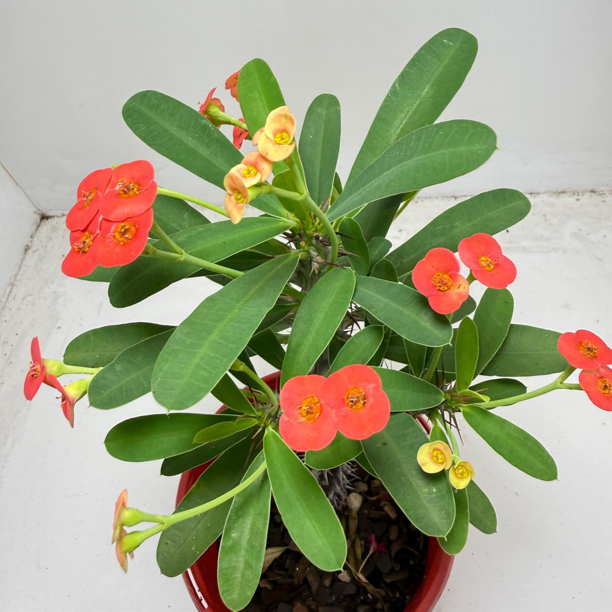 Euphorbia Milli # 9309