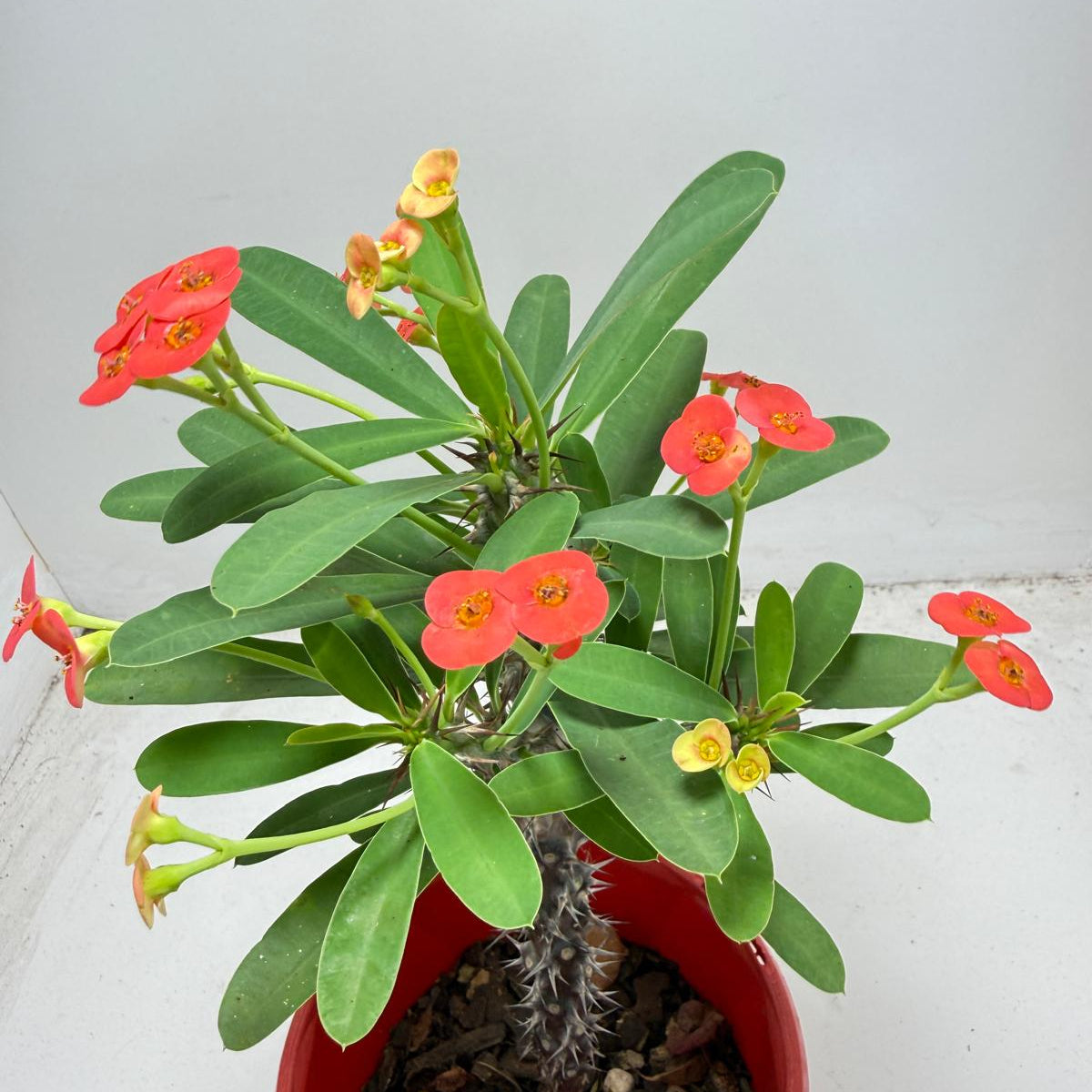 Euphorbia Milli # 9309