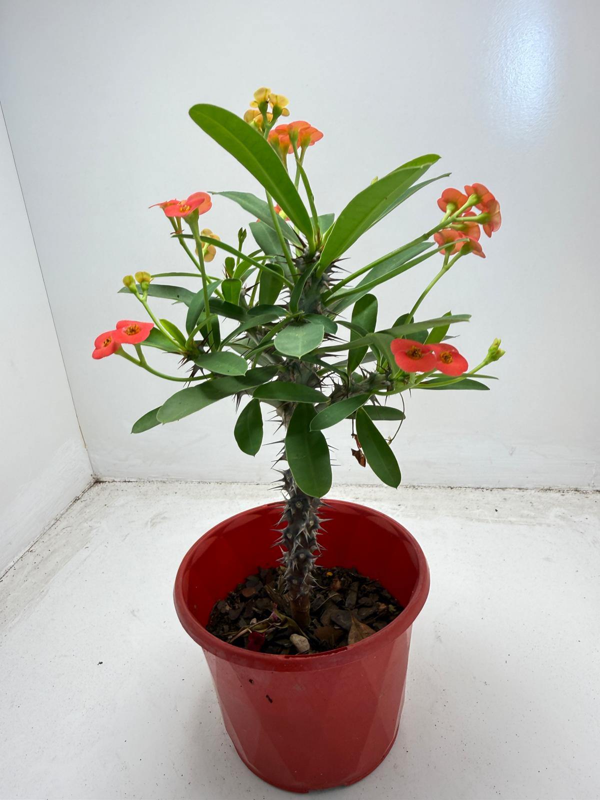 Euphorbia Milli # 9309