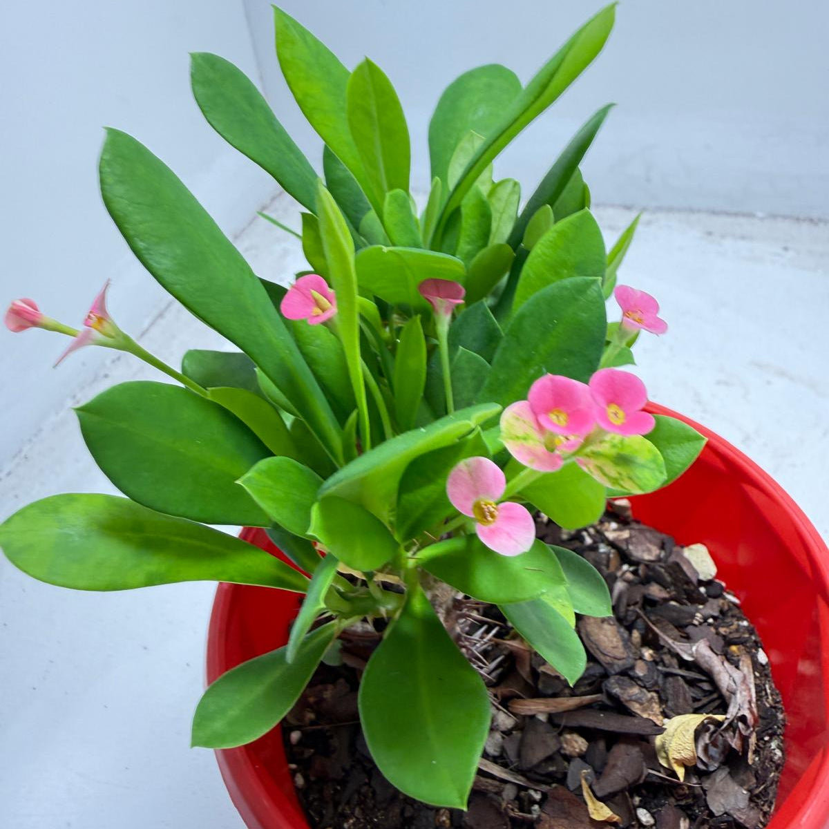 Euphorbia Milli Tiny flower 2 in one #940