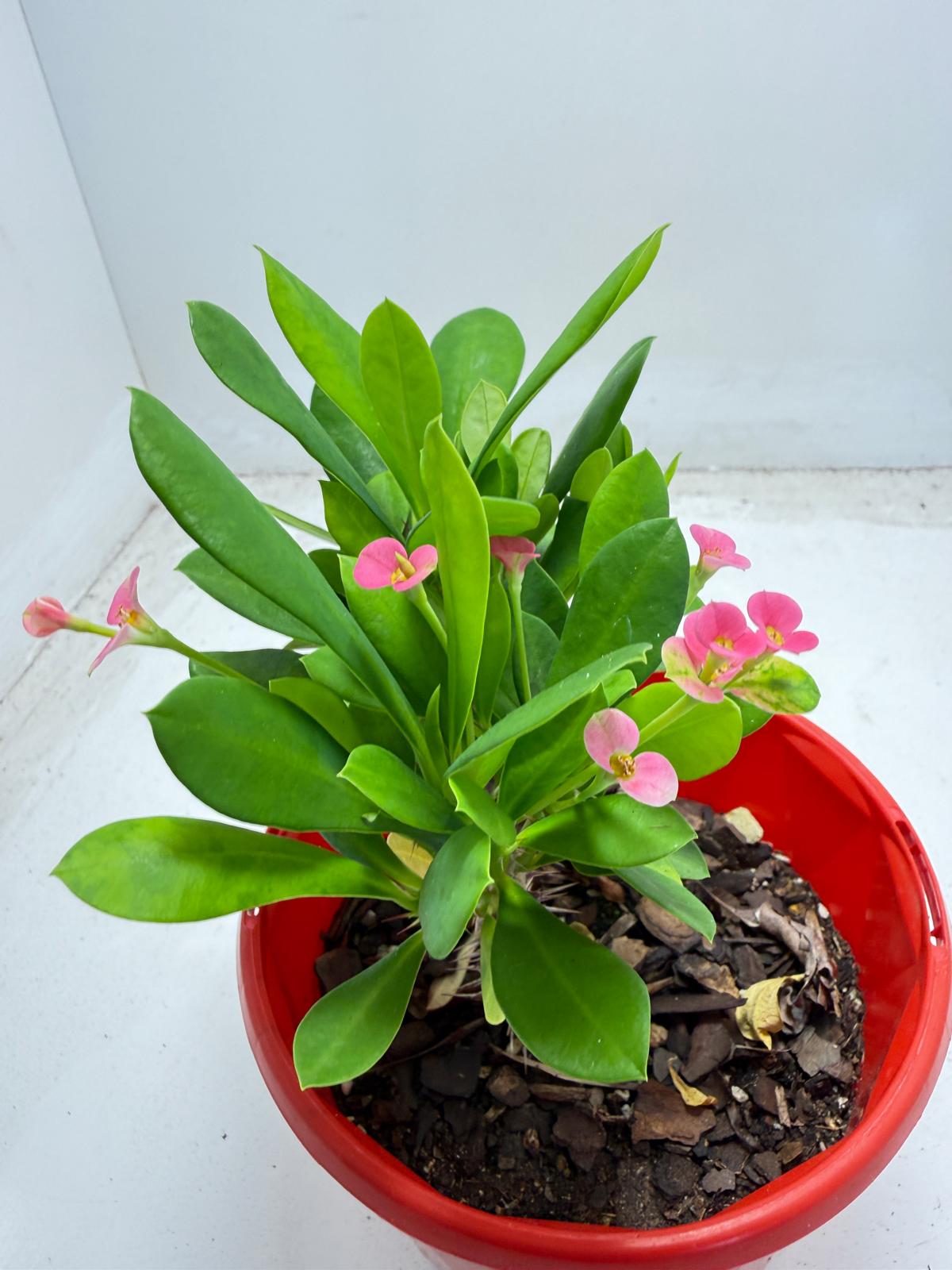 Euphorbia Milli Tiny flower 2 in one #940