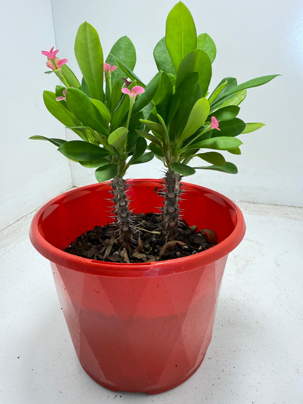Euphorbia Milli Tiny flower 2 in one #940