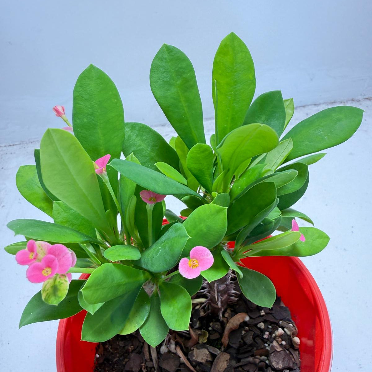 Euphorbia Milli Tiny flower 2 in one #940