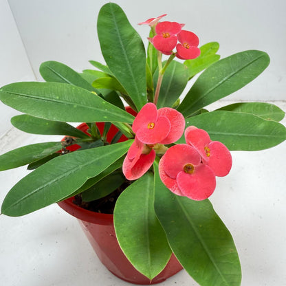 Euphorbia Milli #942 three in one