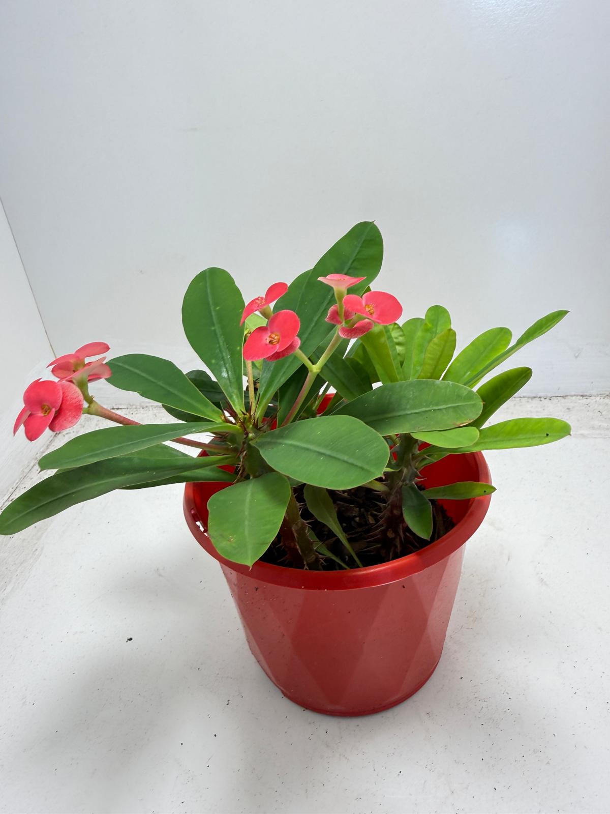 Euphorbia Milli #942 three in one