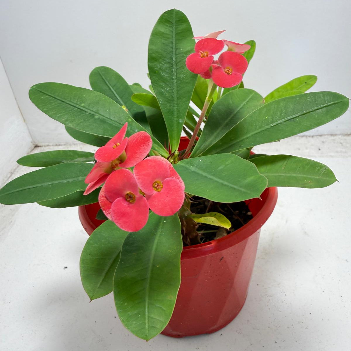 Euphorbia Milli #942 three in one