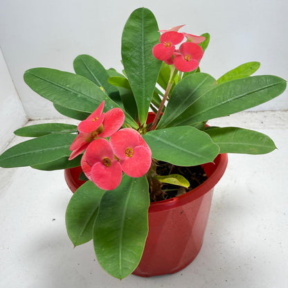 Euphorbia Milli #942 three in one