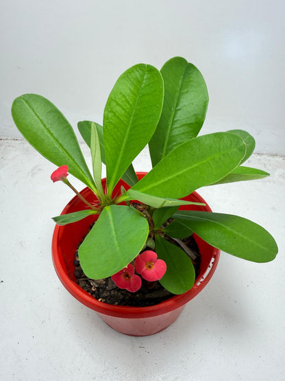 Euphorbia Milli # 943