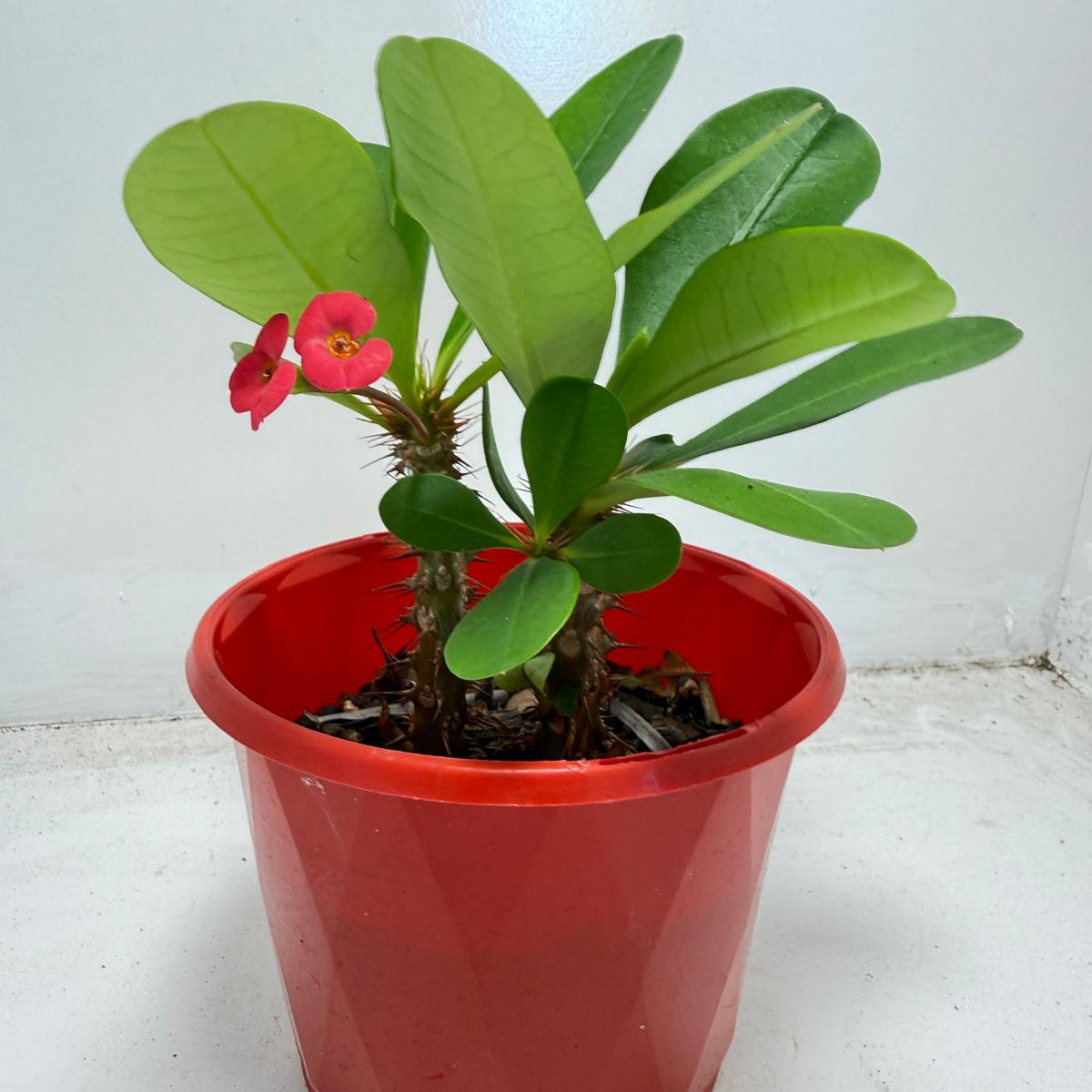 Euphorbia Milli # 943