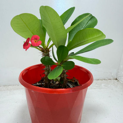 Euphorbia Milli # 943