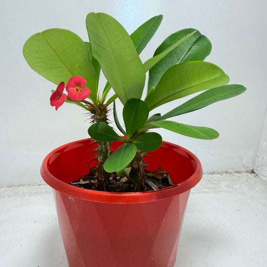 Euphorbia Milli #943