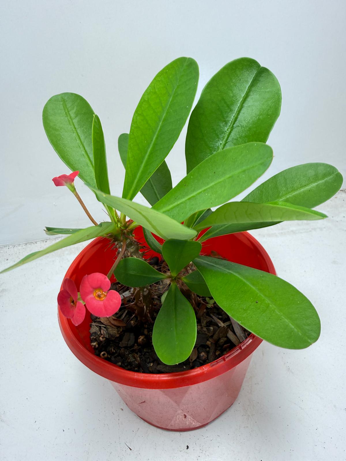 Euphorbia Milli # 943