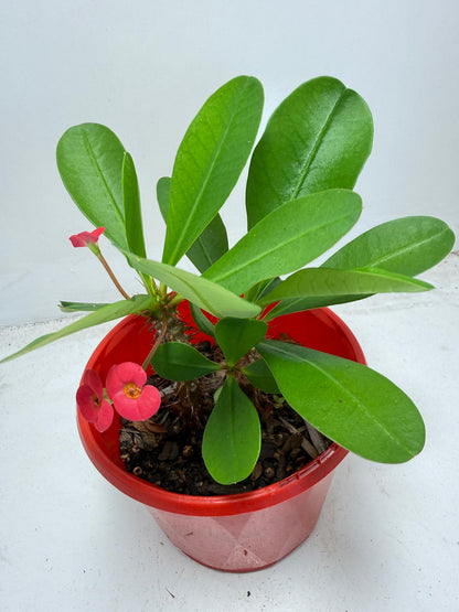 Euphorbia Milli # 943