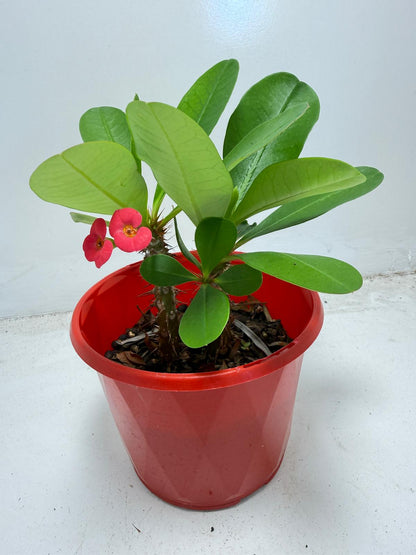 Euphorbia Milli # 943