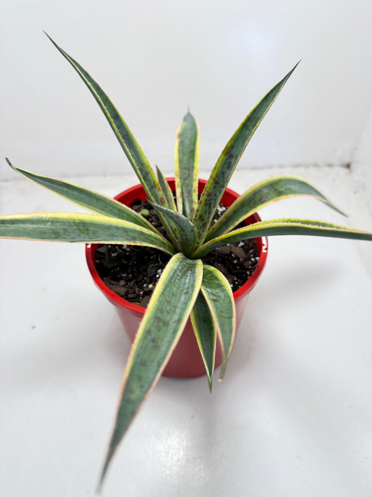 Agave Lemon Splice