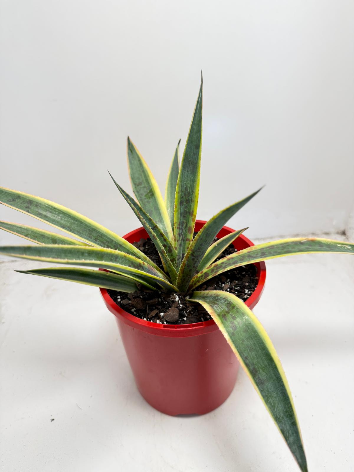 Agave Lemon Splice