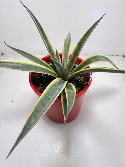 Agave Lemon Splice