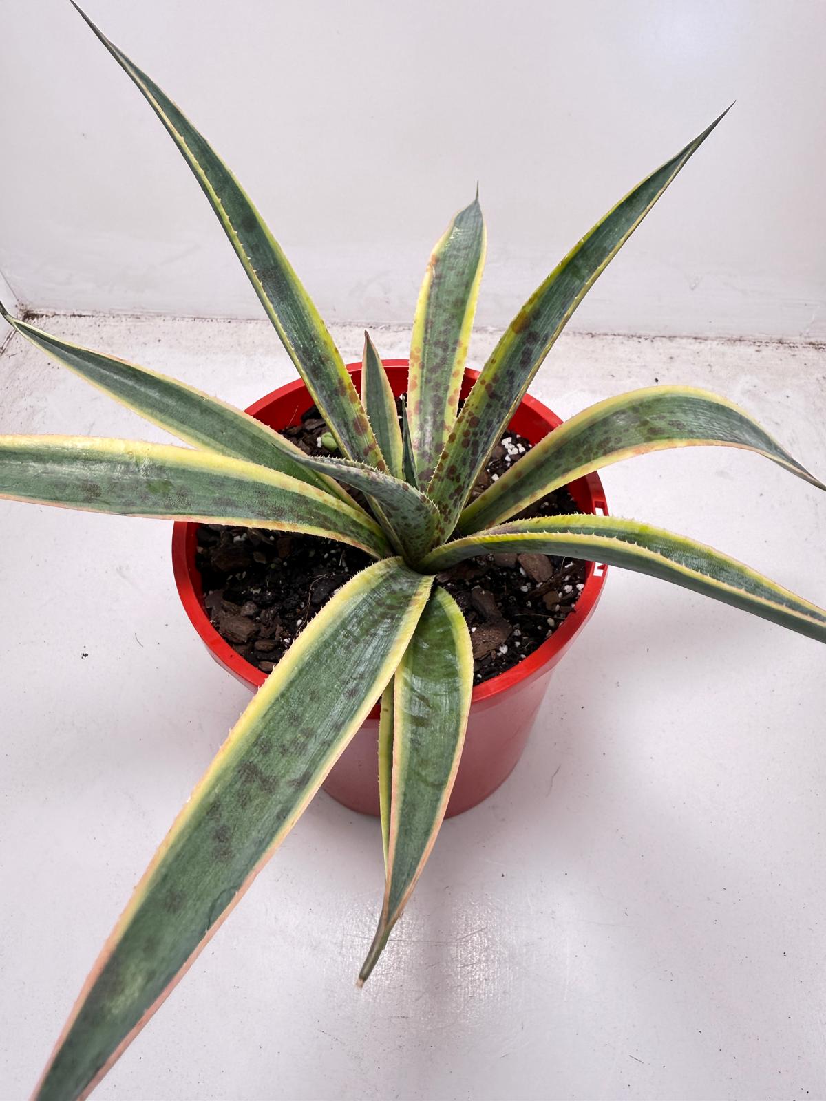 Agave Lemon Splice