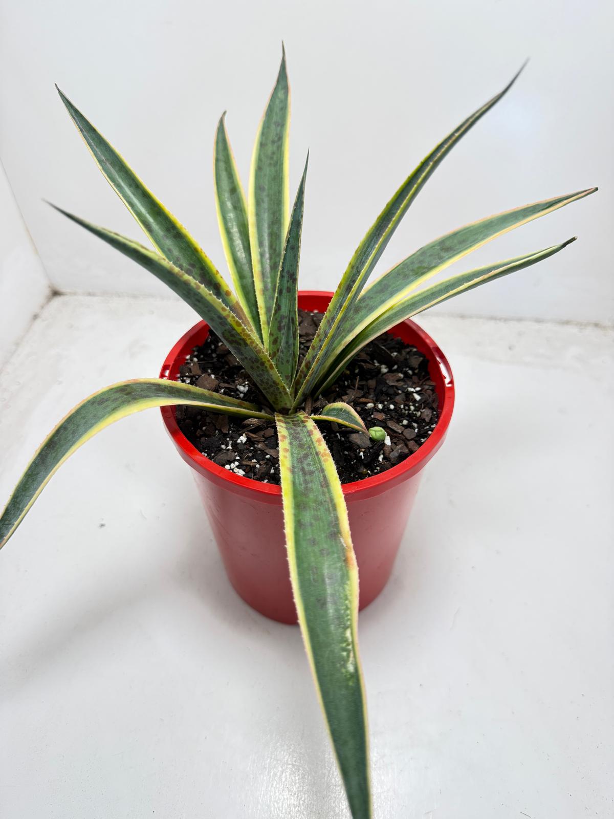 Agave Lemon Splice