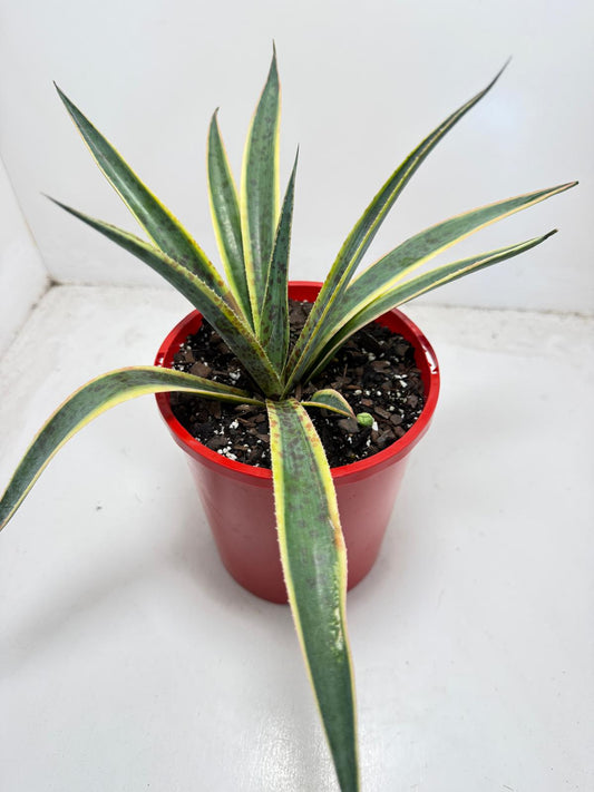 Agave Lemon Splice