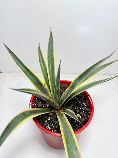 Agave Lemon Splice