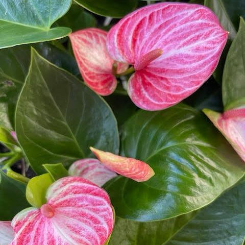 Anthurium Livium Ruby  - 100mm with pot