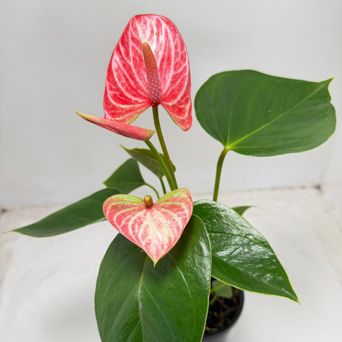 Anthurium Livium Ruby  - 100mm with pot