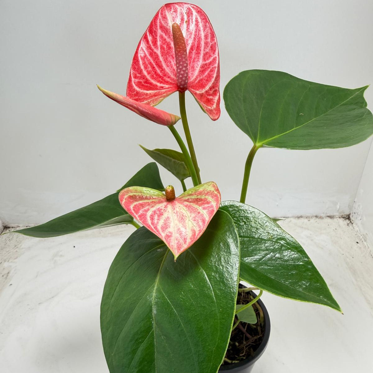Anthurium Livium Ruby  - 100mm with pot