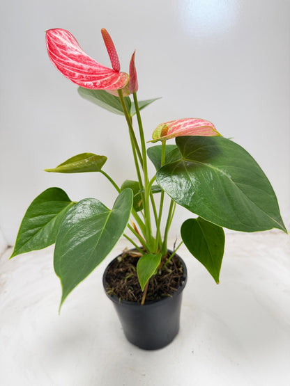 Anthurium Livium Ruby  - 100mm with pot