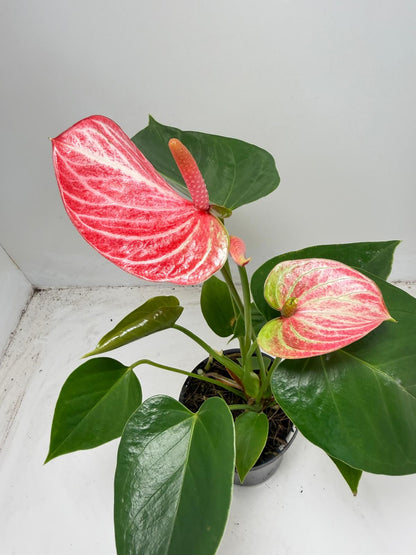 Anthurium Livium Ruby  - 100mm with pot
