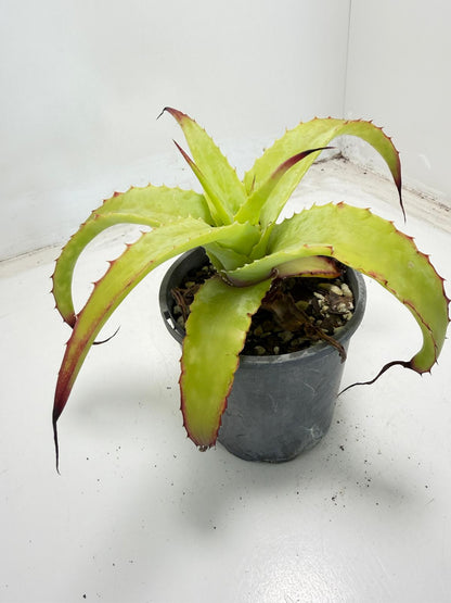 Hechtia glauca |100mm