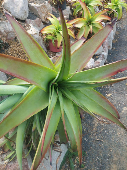 Hechtia glauca |100mm