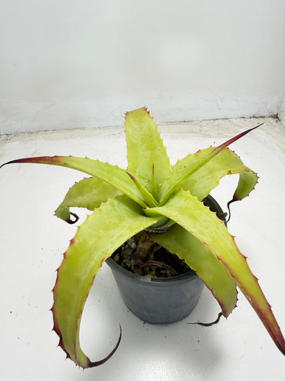 Hechtia glauca |100mm