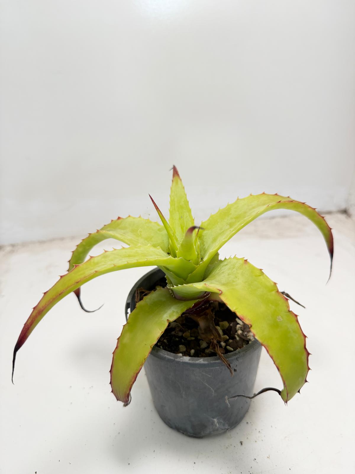 Hechtia glauca |100mm