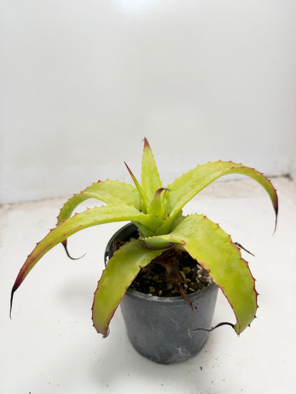 Hechtia glauca |100mm