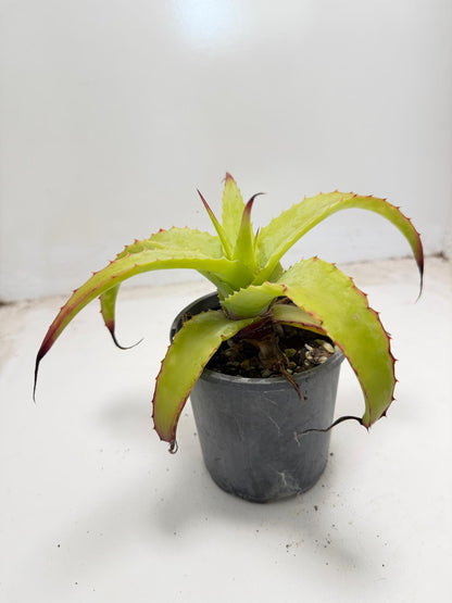 Hechtia glauca |100mm
