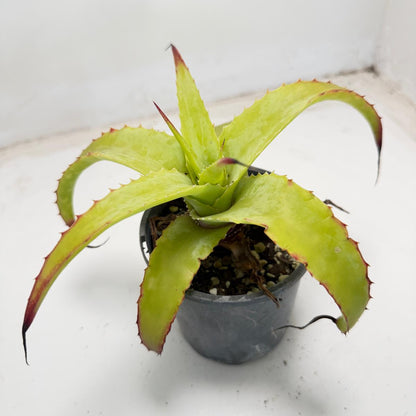 Hechtia glauca |100mm